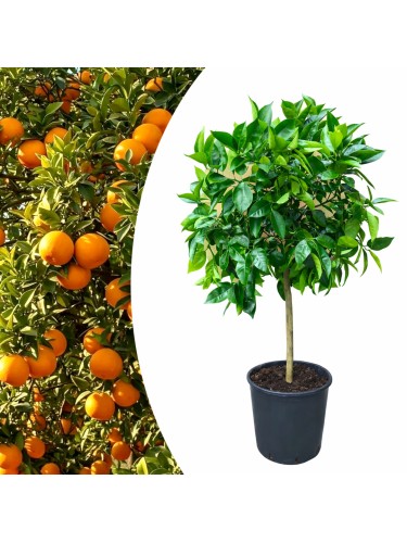 Pianta di Arancio...