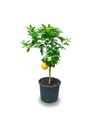 Pianta di Arancio...