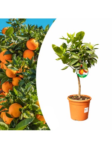 Arancio "Citrus sinensis"...