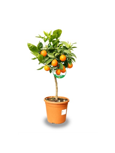 Arancio "Citrus sinensis"...