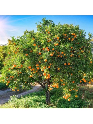 Arancio "Citrus sinensis"...