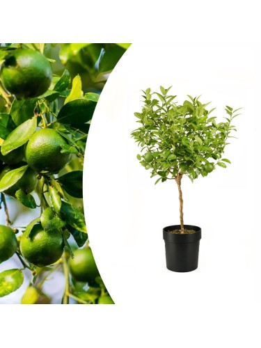 Lime "Citrus aurantifolia"...