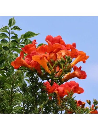 Bignonia "Campsis radicans"...