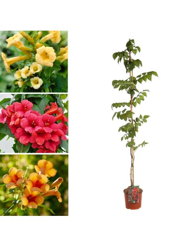 Bignonia "Campsis radicans"...