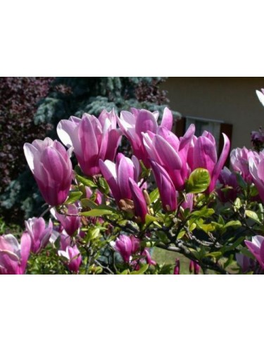 Magnolia giapponese...