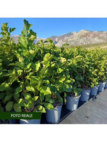 Magnolia giapponese...