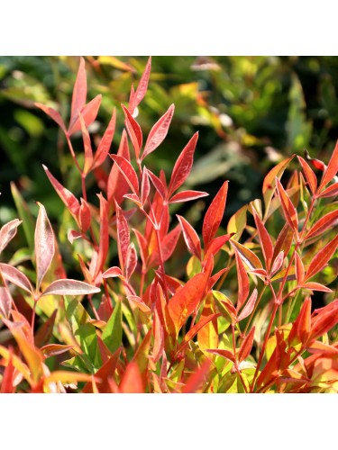 Nandina domestica "Gulf...