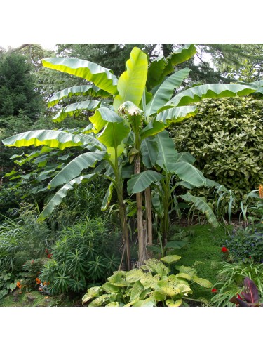 Musa Banano "Musa basjoo"...