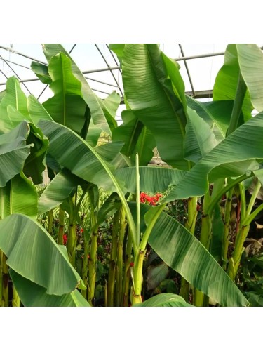 Musa Banano "Musa basjoo"...