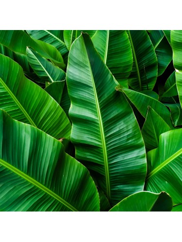 Musa Banano "Musa basjoo"...