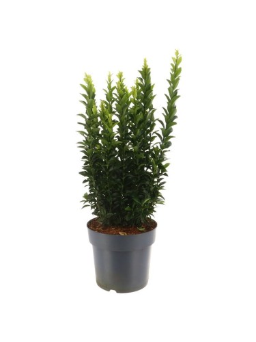 Evonimo "Euonymus japonicus...