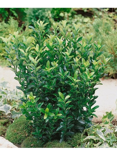 Evonimo "Euonymus japonicus...