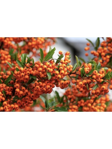 Piracanta arancione nana...