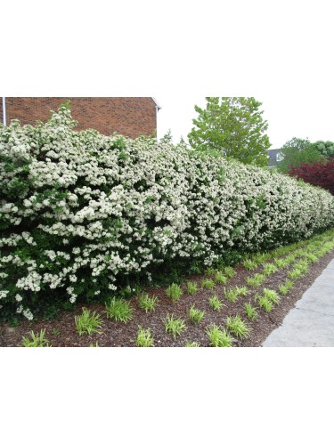 Piracanta arancione nana...