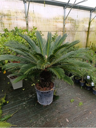 Cycas Cicas Revoluta Palma...