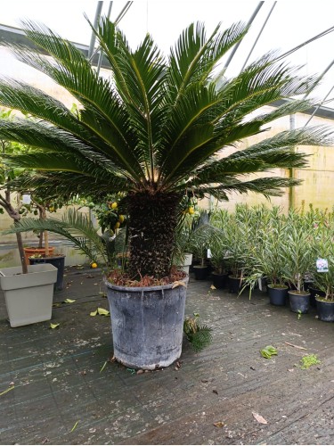 Cycas Cicas Revoluta Palma...