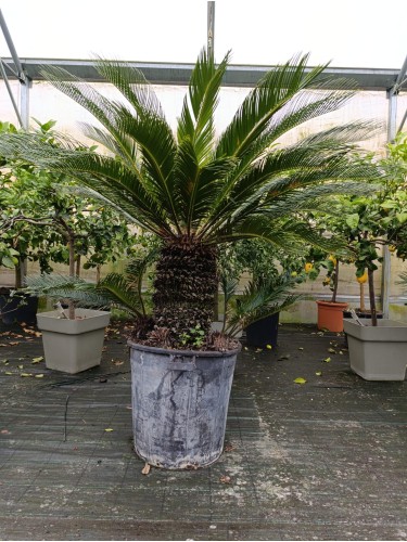 Cycas Cicas Revoluta Palma...