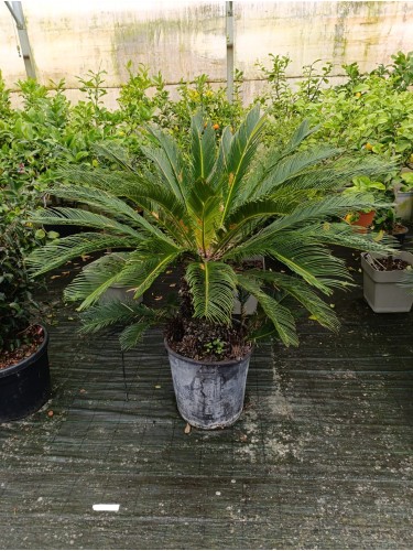 Cycas Cicas Revoluta Palma...