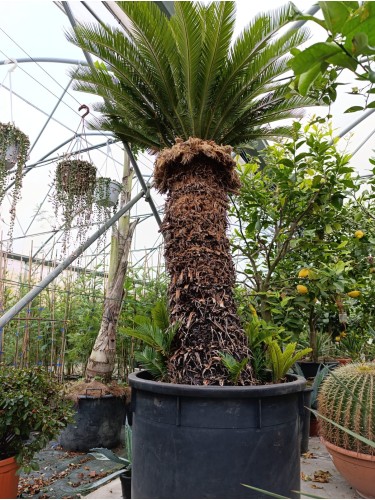 Cycas Cicas Revoluta Palma...