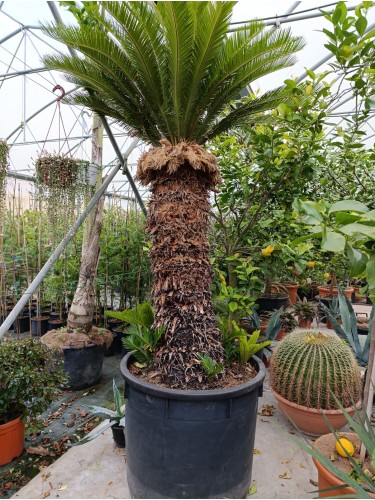 Cycas Cicas Revoluta Palma...