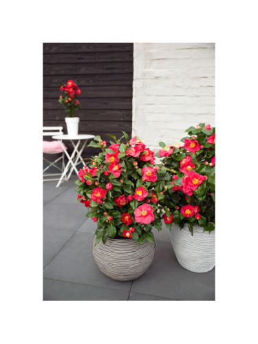 Camelia rosa "Camellia...