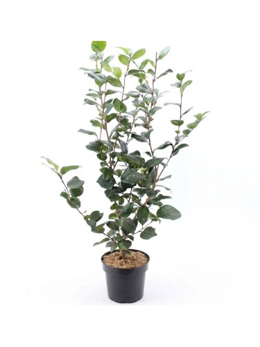 Camelia rosa "Camellia...