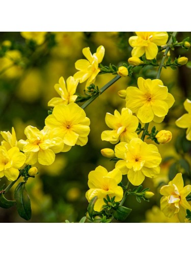 Jasminum mesnyi – gelsomino...