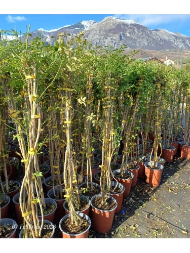 Jasminum mesnyi – gelsomino...