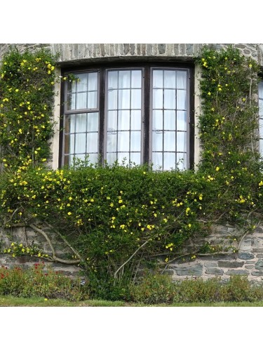 Jasminum mesnyi – gelsomino...