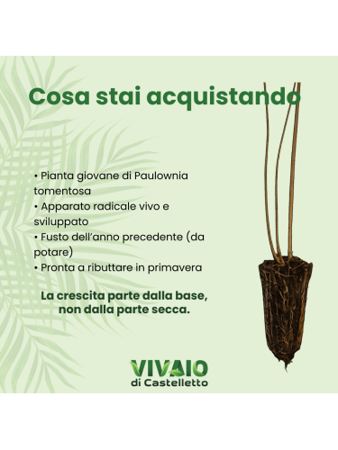 Paulonia "Paulownia...