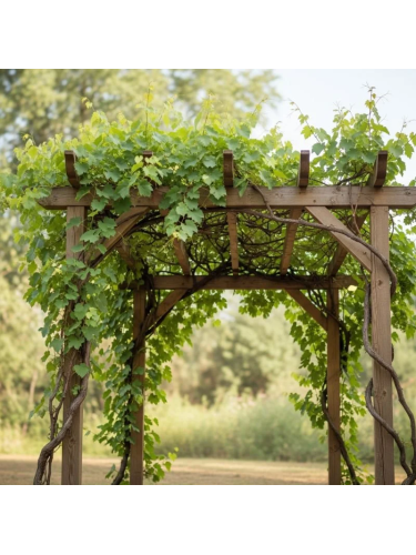 Uva fragola Vitis labrusca...