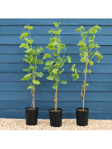 Uva fragola Vitis labrusca...