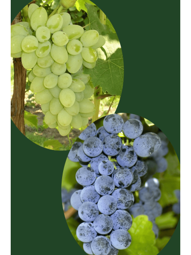 Uva fragola Vitis labrusca...