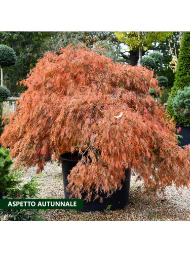 Acero giapponese "Acer...