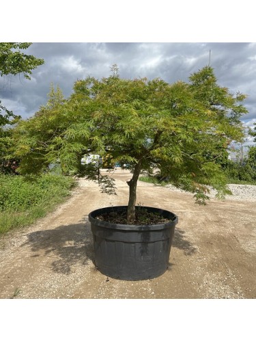 Acero giapponese "Acer...