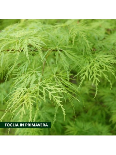 Acero giapponese "Acer...