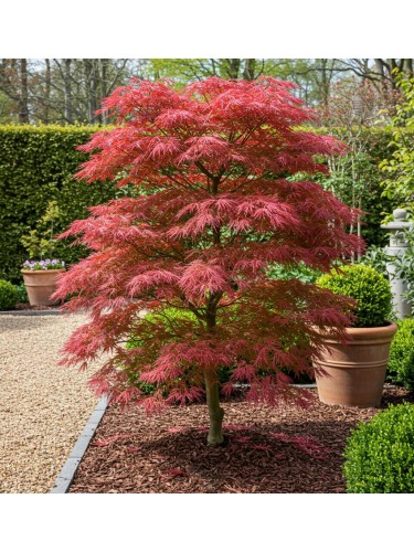 Acero rosso giapponese...