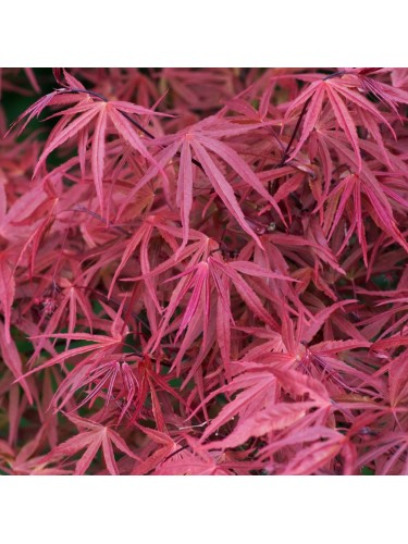 Acero rosso giapponese...