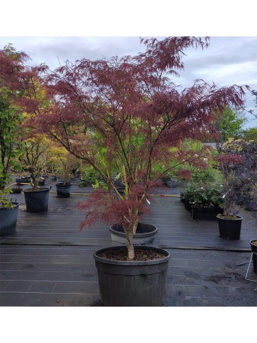 Acero rosso giapponese...