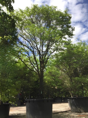 Cornus Claire Moon –...