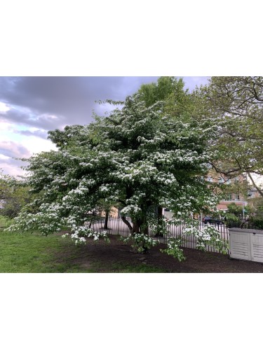 Cornus Claire Moon –...