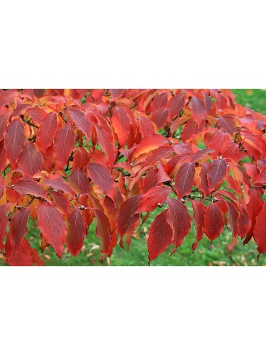 Cornus Claire Moon –...