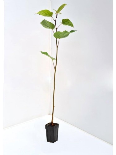 Tiglio selvatico "Tilia...