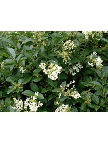 Ligustro a foglie ovali...