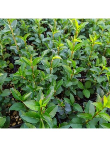 Ligustro a foglie ovali...