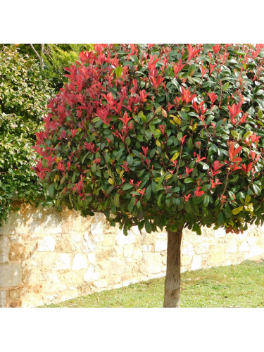 Fotinia "Photinia x fraseri...
