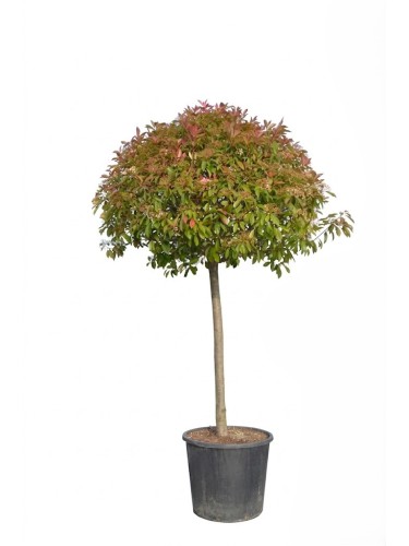 Fotinia "Photinia x fraseri...