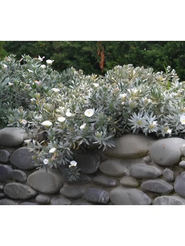 Convolvulus cneorum –...