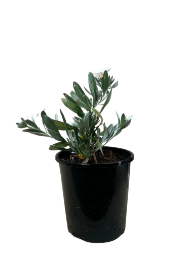 Convolvulus cneorum –...