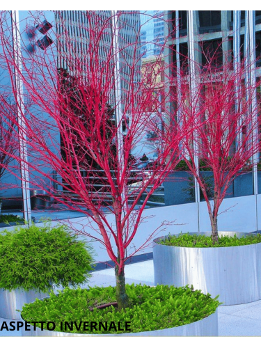 Acero rosso giapponese...